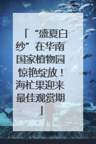 “盛夏白纱”在华南国家植物园惊艳绽放！海杧果迎来最佳观赏期