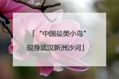 “中国最美小鸟”现身武汉新洲沙河