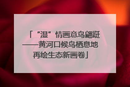 “湿”情画意鸟翩跹——黄河口候鸟栖息地再绘生态新画卷