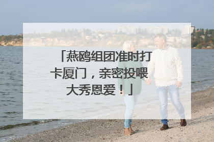 燕鸥组团准时打卡厦门，亲密投喂大秀恩爱！