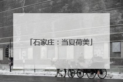 石家庄：当夏荷美