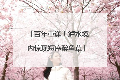 百年重逢！泸水境内惊现短序醉鱼草