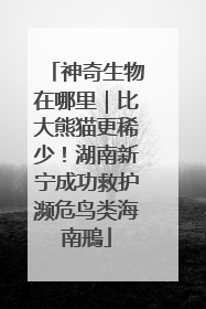 神奇生物在哪里｜比大熊猫更稀少！湖南新宁成功救护濒危鸟类海南鳽