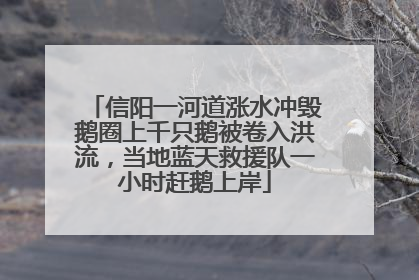 信阳一河道涨水冲毁鹅圈上千只鹅被卷入洪流，当地蓝天救援队一小时赶鹅上岸
