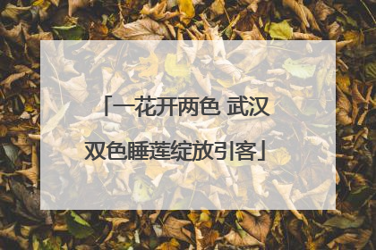 一花开两色 武汉双色睡莲绽放引客