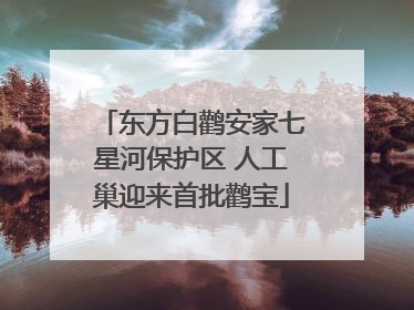 东方白鹳安家七星河保护区 人工巢迎来首批鹳宝