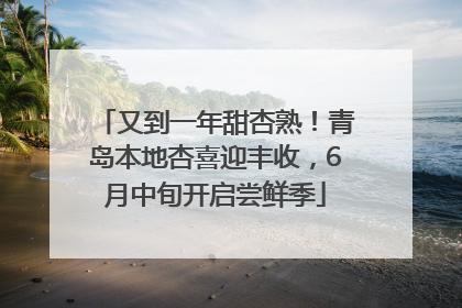 又到一年甜杏熟！青岛本地杏喜迎丰收，6月中旬开启尝鲜季
