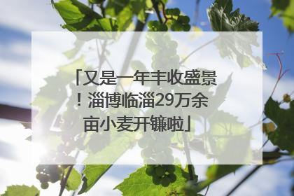 又是一年丰收盛景！淄博临淄29万余亩小麦开镰啦