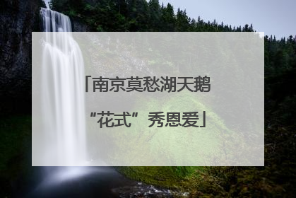 南京莫愁湖天鹅“花式”秀恩爱