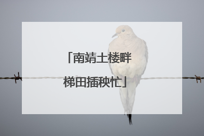 南靖土楼畔 梯田插秧忙