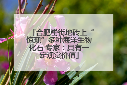 合肥罍街地砖上“惊现”多种海洋生物化石 专家：具有一定观赏价值