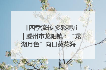 四季流转 多彩枣庄｜滕州市龙阳镇：“龙湖月色”向日葵花海 绘就乡村振兴新画卷