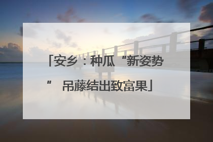安乡：种瓜“新姿势” 吊藤结出致富果