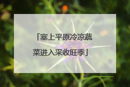 塞上平原冷凉蔬菜进入采收旺季