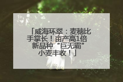 威海环翠：麦穗比手掌长！亩产高1倍 新品种“巨无霸”小麦丰收！