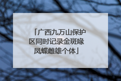 广西九万山保护区同时记录金斑喙凤蝶雌雄个体