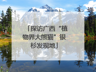 探访广西“植物界大熊猫”银杉发现地
