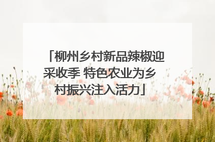 柳州乡村新品辣椒迎采收季 特色农业为乡村振兴注入活力
