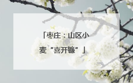 枣庄：山区小麦“喜开镰”