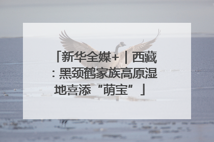新华全媒+｜西藏：黑颈鹤家族高原湿地喜添“萌宝”