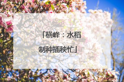 横峰：水稻制种插秧忙