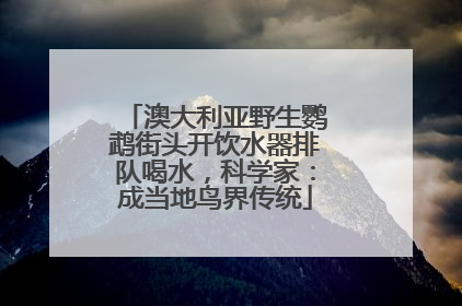 澳大利亚野生鹦鹉街头开饮水器排队喝水，科学家：成当地鸟界传统