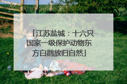 江苏盐城：十六只国家一级保护动物东方白鹳放归自然