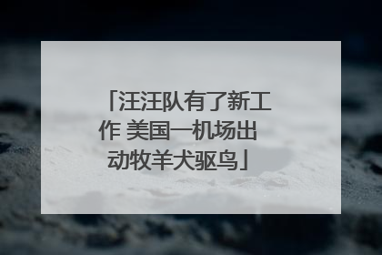 汪汪队有了新工作 美国一机场出动牧羊犬驱鸟