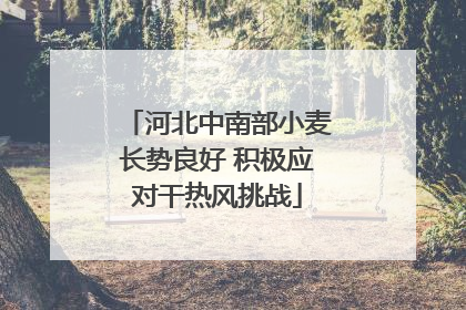 河北中南部小麦长势良好 积极应对干热风挑战