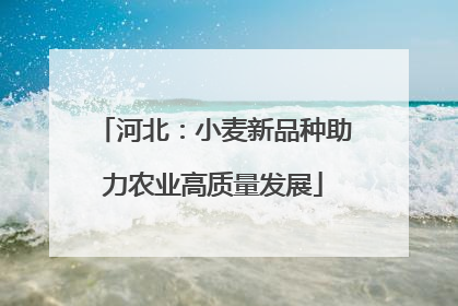 河北：小麦新品种助力农业高质量发展
