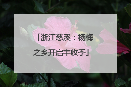 浙江慈溪：杨梅之乡开启丰收季