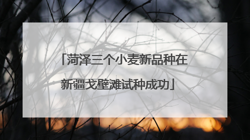 菏泽三个小麦新品种在新疆戈壁滩试种成功