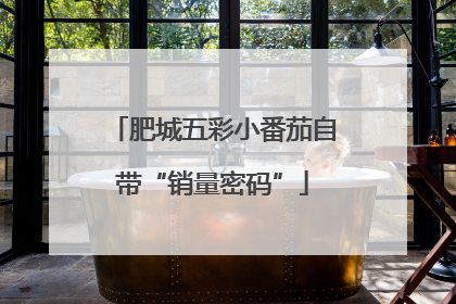 肥城五彩小番茄自带“销量密码”