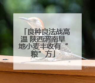 良种良法战高温 陕西渭南旱地小麦丰收有“粮”方