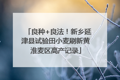 良种+良法！新乡延津县试验田小麦刷新黄淮麦区高产记录