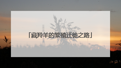 藏羚羊的繁殖迁徙之路