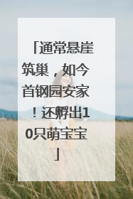 通常悬崖筑巢，如今首钢园安家！还孵出10只萌宝宝