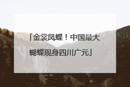 金裳凤蝶！中国最大蝴蝶现身四川广元