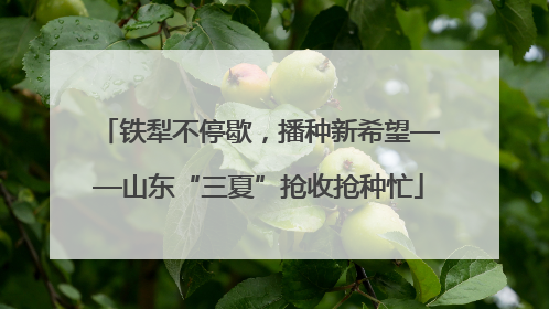 铁犁不停歇，播种新希望——山东“三夏”抢收抢种忙