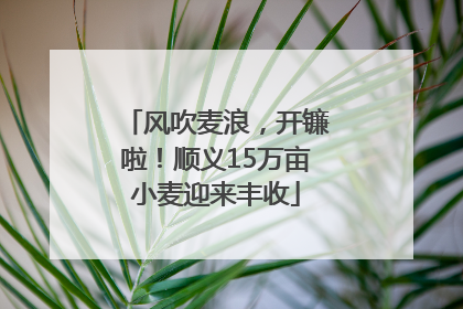 风吹麦浪，开镰啦！顺义15万亩小麦迎来丰收