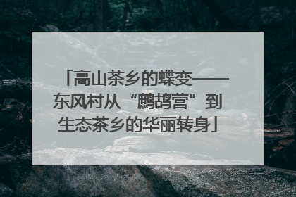 高山茶乡的蝶变——东风村从“鹧鸪营”到生态茶乡的华丽转身