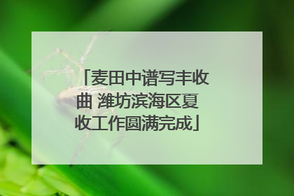 麦田中谱写丰收曲 潍坊滨海区夏收工作圆满完成