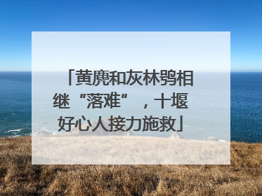 黄麂和灰林鸮相继“落难”，十堰好心人接力施救