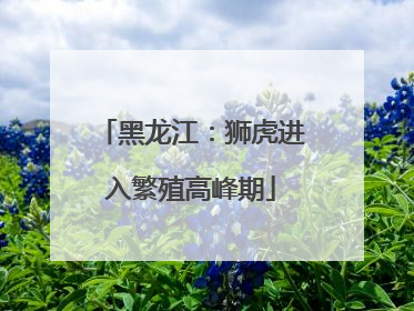 黑龙江：狮虎进入繁殖高峰期