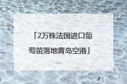 2万株法国进口葡萄苗落地青岛空港