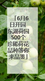 6月6日开园 东湖荷园500个珍稀荷花品种等你来品鉴
