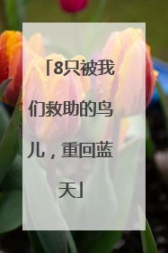 8只被我们救助的鸟儿，重回蓝天